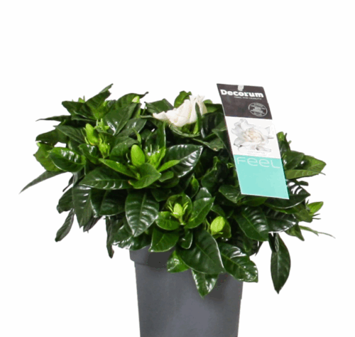 GARDENIA jasminoides, P 13 - Image 1
