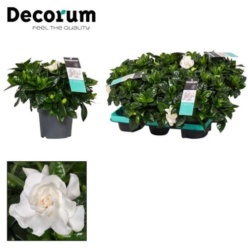 GARDENIA jasminoides, P 13 - Image 2
