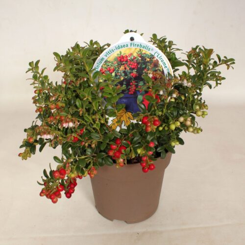 Vaccinium vitis idaea 'Fireballs' - Obrázek 2