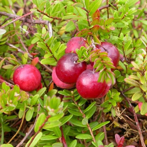 Vaccinium macrocarpon Pilgrim' - Obrázek 1