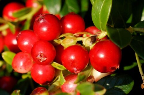 Vaccinium vitis idaea 'Fireballs' - Obrázek 4