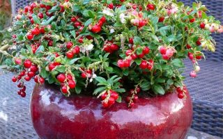 Vaccinium vitis idaea 'Fireballs'