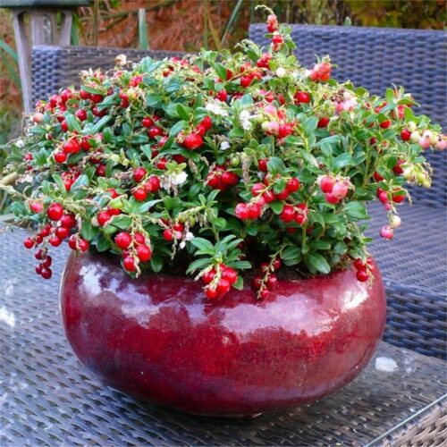Vaccinium vitis idaea 'Fireballs' - Obrázek 1