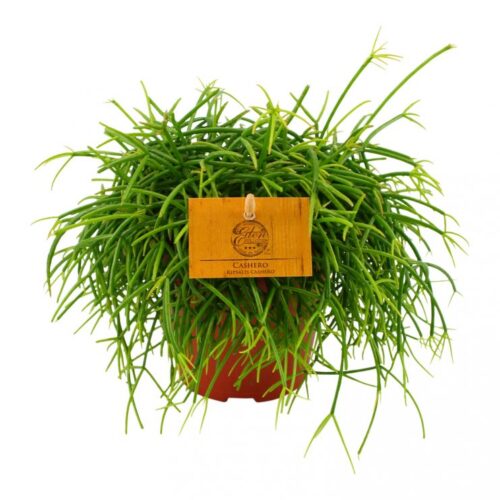 RHIPSALIS HR CORAL NATURE, EDEN COLLECTION, P12 - Obrázek 1