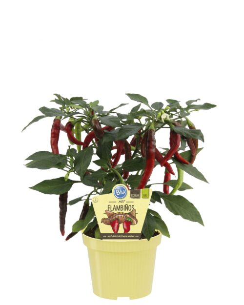 Capsicum annuum Bio Chilli Flambinos, P 12 – pálivá - Obrázek 2