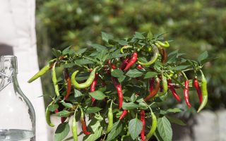 Capsicum annuum Bio Chilli Flambinos, P 12 – pálivá