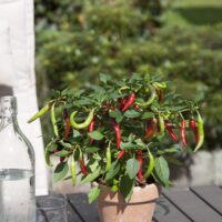 Capsicum annuum Bio Chilli Flambinos, P 12 – pálivá