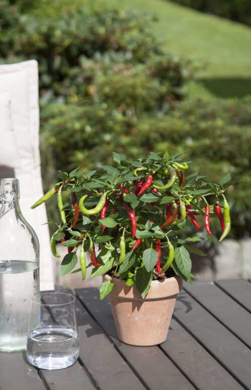 Capsicum annuum Bio Chilli Flambinos, P 12 – pálivá - Obrázek 1