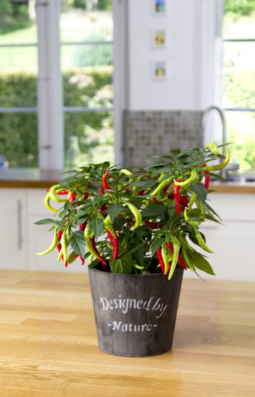 Capsicum annuum Bio Chilli Flambinos, P 12 – pálivá - Obrázek 3