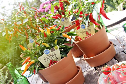 Capsicum annuum 'Bio Chilli Naschzipfel', P 12 - Image 2