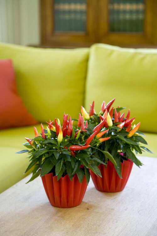 Capsicum annuum 'Bio Chilli Naschzipfel', P 12 - Image 3