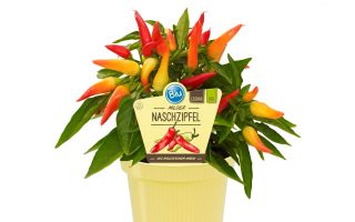 Capsicum annuum 'Bio Chilli Naschzipfel', P 12