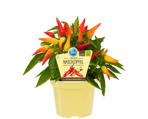 Capsicum annuum 'Bio Chilli Naschzipfel', P 12 - Image 1