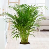 Dypsis lutescens