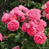 ROSA KORDES, Moin Moin® - TERROSA® 9 litrů