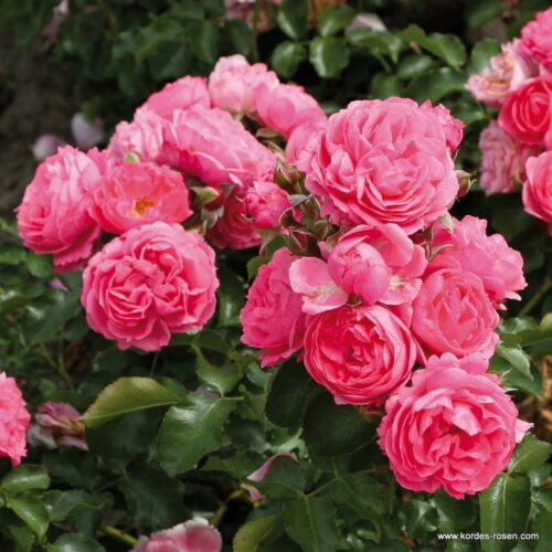 ROSA KORDES, Moin Moin® - TERROSA® 9 litrů - Image 1