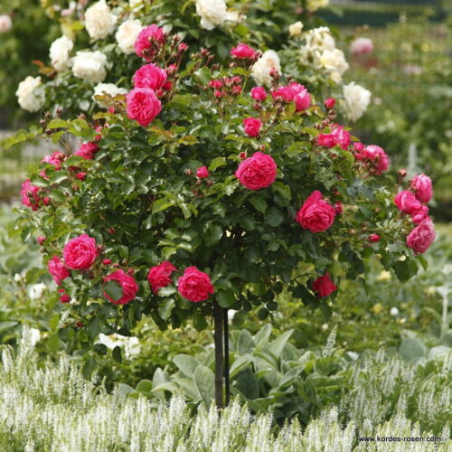 ROSA KORDES, Moin Moin® - TERROSA® 9 litrů - Image 2