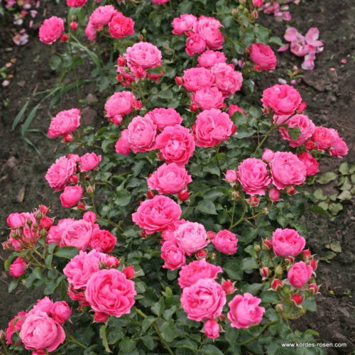 ROSA KORDES, Moin Moin® - TERROSA® 9 litrů - Image 5