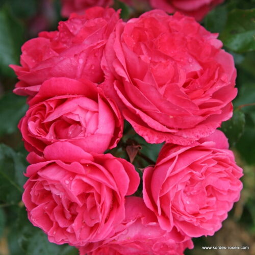 ROSA KORDES, Moin Moin® - TERROSA® 9 litrů - Image 6