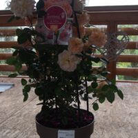 ROSA KORDES, Schöne vom See® - TERROSA® 9 litrů - Obrázek 4
