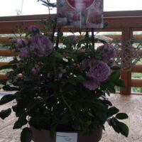 ROSA KORDES 'Nautica'®  – TERROSA® 9 litrů - Image 6
