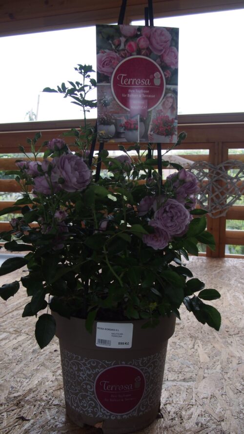 ROSA KORDES 'Nautica'®  – TERROSA® 9 litrů - Image 6