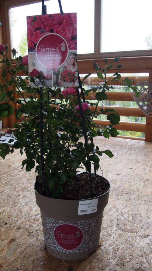 ROSA KORDES, Moin Moin® - TERROSA® 9 litrů - Image 7