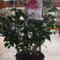 ROSA KORDES, Lions-Rose® - TERROSA® 9 litrů - Obrázek 4