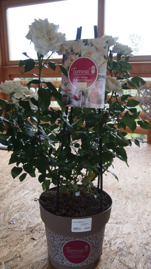 ROSA KORDES, Lions-Rose® - TERROSA® 9 litrů - Obrázek 4
