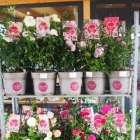 ROSA KORDES 'Nautica'®  – TERROSA® 9 litrů - Image 2