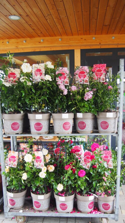ROSA KORDES 'Nautica'®  – TERROSA® 9 litrů - Image 2