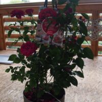 ROSA KORDES, Bordeaux® - TERROSA® 9 litrů - Obrázek 4
