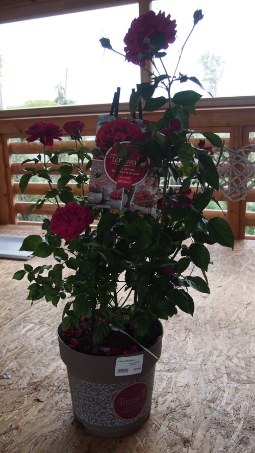 ROSA KORDES, Bordeaux® - TERROSA® 9 litrů - Obrázek 4