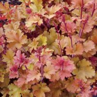 Heuchera  'Marmalade'