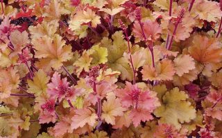 Heuchera  'Marmalade'