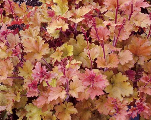 Heuchera  'Marmalade' - Obrázek 1