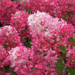 Hydrangea pan. ´Diamond Rouge´® - Obrázek 3