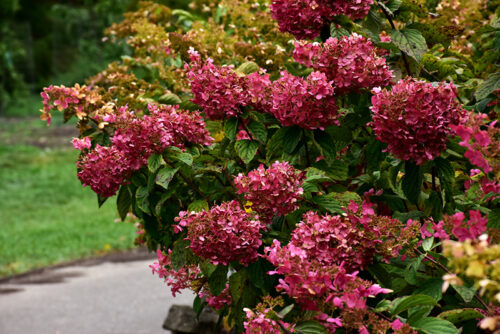 Hydrangea pan. ´Diamond Rouge´® - Obrázek 2