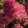 Hydrangea pan. ´Diamond Rouge´® - C3L-v. 30-40 CM