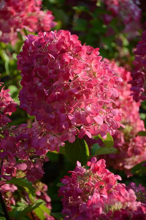 Hydrangea pan. ´Diamond Rouge´® - Obrázek 1