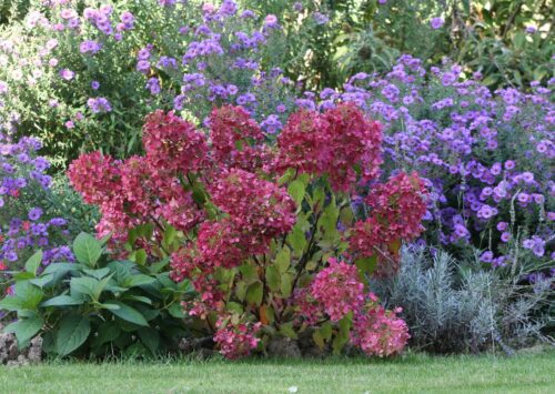 Hydrangea pan. ´Diamond Rouge´® - Obrázek 4