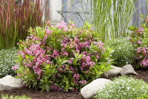 Weigela florida ´Piccobella Rosa´® - Image 3