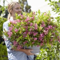 Weigela florida ´Piccobella Rosa´®