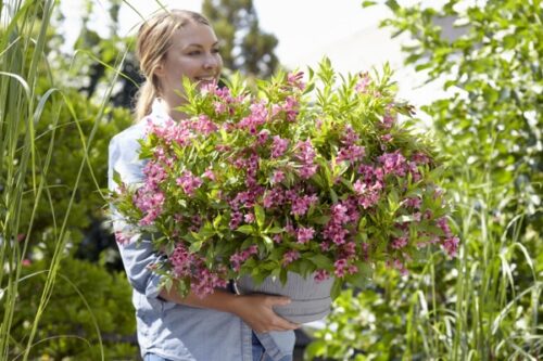 Weigela florida ´Piccobella Rosa´® - Image 1
