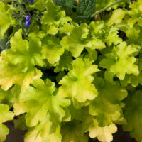 Heuchera 'Lime Marmalade'