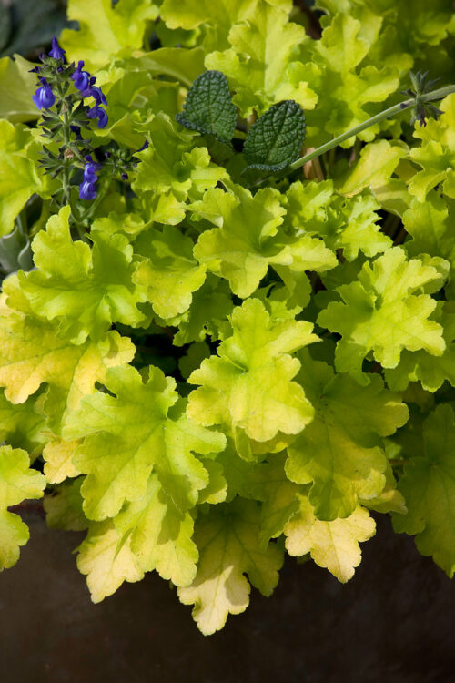 Heuchera 'Lime Marmalade' - Obrázek 1