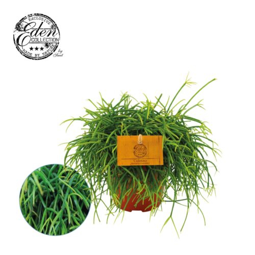 Rhipsalis 'Cashero' - Obrázek 1