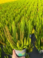 Calluna vulgaris 'Skyline'® - Obrázek 3