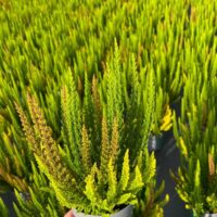 Calluna vulgaris 'Skyline'® - Květináč, pr. 12 cm