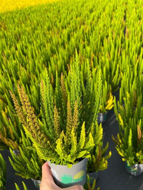 Calluna vulgaris 'Skyline'® - Obrázek 3